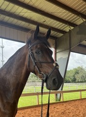 Figure eight bridle, Harwich brand, well used but super soft and broke in