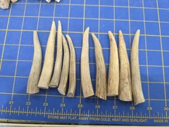 TP59 Lot Of 10 Deer 4″ Tine Antler Tip