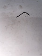 LORCIN L 380 SAFETY SPRING USED IN 380 CAL SEMI AUTO FREE SHIPPING