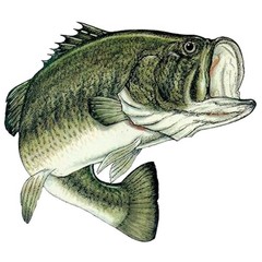 Large Fishing Bass Fish Sticker Decal Fishing Bumper Sticker Fish Auto Decal …