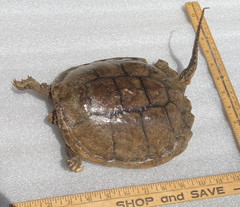 Real Large Snapping Turtle Shell: Science Gift Teacher Class Natural Nature Wild