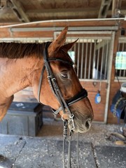 NWOT Stubben Black Patent Switch/Clare 2 In 1 Snaffle Double Bridle – Full Size