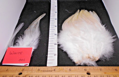 Freshwater Strung Saddle Hackle – 3″- 5″ 1/4 oz packages – 19 colors available