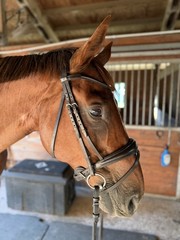 NWOT Stubben Dark Brown Switch/Clare 2 In 1 Snaffle Double Bridle – Full Size