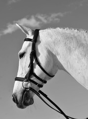 Tota Comfort System FREEPORT Snaffle Bridle Closeout Regularly $300