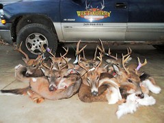 7″ X 17″ X 18″ WHITETAIL BUCK DEER CAPE MID OCT. FUR Y- CUT TAXIDERMY #518