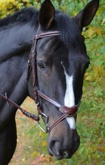 KL Select Chase Figure 8 Bridle with calfskin reins lined with rubber – Oversize
