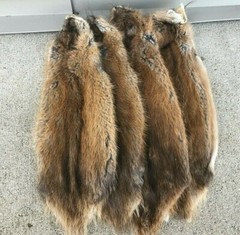 1 – Tanned Midwestern muskrat pelt, medium grade prime (muskmg)