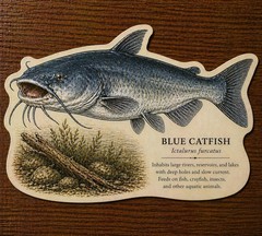 Blue Catfish Fishing Decal, Glossy Vinyl, Easy to Apply
