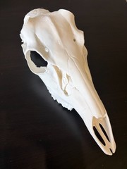 Deer head skull for mounting antlers European , PLA plastic, taxidermy, white