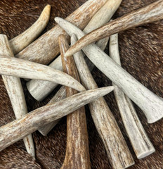 10 PACK – Premium * A * GRADE Deer Antler Crafting Tips (Choose Size)