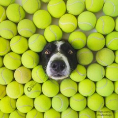 100 Used Tennis Balls – LOW COST DOG BALLS – FREE SHIPPING – SAVE 10%