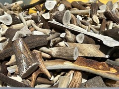 10 LB Antler Scrap – Elk & Deer Tips, Chunks, Pieces for Crafts, Grinding, Pets