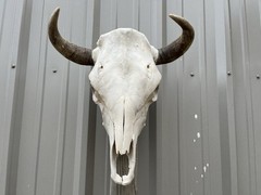 STEER SKULL 17 1/2” Inch WIDE BULL HORN MOUNTED COW HEAD