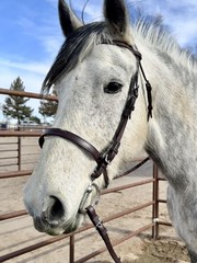 Tory Flat English Bridle Havana