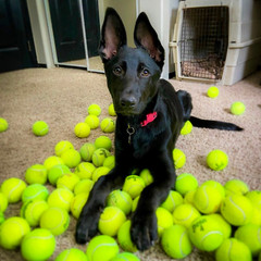 100 Used Tennis Balls for Dogs – FREE SHIPPING!