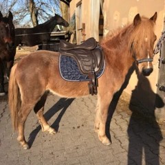 Leather Freemax Treeless Saddle Size 14 to 18 With Girth + Stirrups iron Free