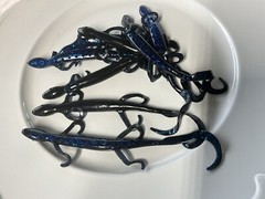 6” Bass Lizard Black W/blue Laminated 100 Count. 38.00 Free Shipping