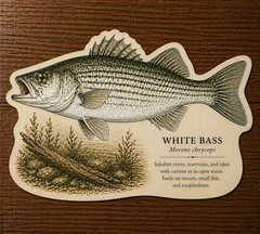 White Bass Fish Decal, Glossy Vinyl, Easy to Apply