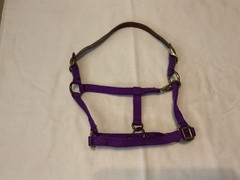 Perris Yearling Halter Purple