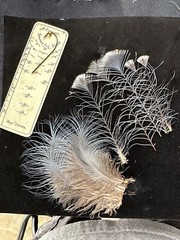 Victorian Crowned Pigeon