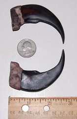 2 Imitation Bear Claws Resin Looks Real 3 1/2 inches Long Claw Coyote Fox Beaver