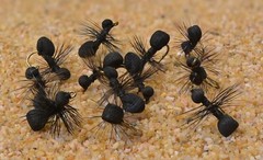 1 Doz Black Foam Ant Terrestrial Dry Fishing Flies – Mustad Signature Hooks