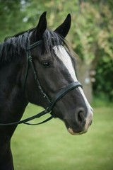 ThinLine EZ Harmony Bitless Noseband Bridle Converter – English or Western