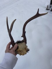Vintage Whitetail Deer Antlers Horns Rack Skull Cap 5 Point Buck Irregular