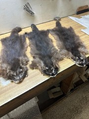 Tanned Raccoon Hide ( BLACK PHASE ) Soft Tan 33 to 34 Inches Tip To Tip R – 21