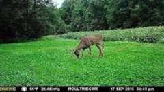 1 Lbs. ALFALFA SEED For Deer Food Plots, Horse, Cattle. Goat Pastures Hay Forage