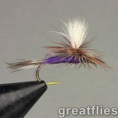 1 dozen (12) – Purple Haze – PARACHUTE
