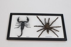 Framed Giant Tarantula and Black Scorpion Taxidermy framed Art from Thailand