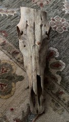 Animal Skull Taxidermy Unknown