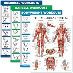Workout Poster Set 4 Pack Dumbbell Barbell Bodyweight Muscle Charts 18×24