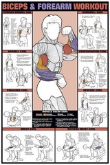 BICEPS FOREARM WALL CHART Professional Weight Training Fitness Gym 24×36 POSTER