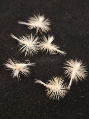 FLY FISHING FLIES PARACHUTE LIGHT CAHILL SIZE 20 CUSTOM TIED FRONTIER
