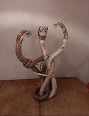 Cobras White Taxidermy Standing Mount Cotton Stuffed 22in Tall