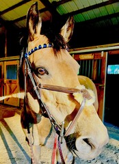 Grackle Noseband Bridle Horse Size Havana w/STÜBBEN EVENTING REINS. Bonnet ++