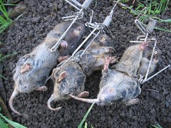 4 TRAPS-GOPHINATOR GOPHER TRAP-STAINLESS STEEL-USA MADE