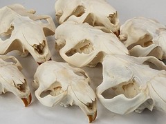Real Beaver Skull Top – Craft Grade – Castor Canadensis – American Sourced
