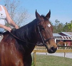 NEW BLACK BROWN TAN Leather English Bridle w Reins HORSE COB PONY MINIATURE MINI