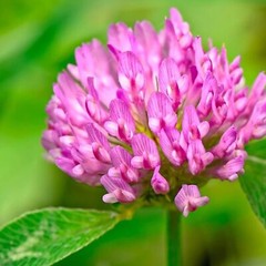 Medium Red Clover Cover Crop Seeds For Planting – NON-GMO – Heirloom- Inoculated