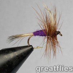1 dozen (12) – Purple Haze – STANDARD WING