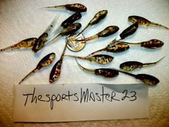 70-1 3/4″-Crappie Bass panfish-fishing minnow grubs-jigs-lures-scent-stingers