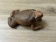 Taxidermy Cane Toad Decor Curious Nature – 5 Inch