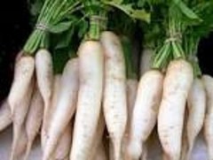 1 LBS TROPHY DAIKON FORAGE RADISH SEED FOR DEER FOOD PLOT BRASSICA DEER LOVE IT