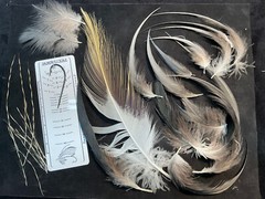 African Crowned Crane