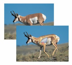 Perfect Shot North American Big Game Targets – Pronghorn Safari Press Hunting