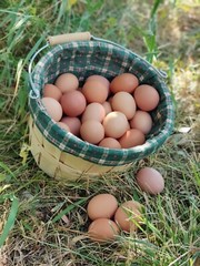 Freeze Dried Eggs, $11 a dozen! FREE SHIPPING fresh from our family farm to you